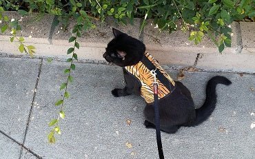 Choosing the Right Cat Harness: Safety, Comfort & Adventure Awaits! - Crazy K Farm Pet and Poultry