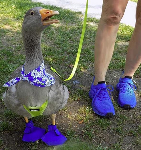 Creating a Cozy Haven for Your Geese at Home - Crazy K Farm Pet and Poultry