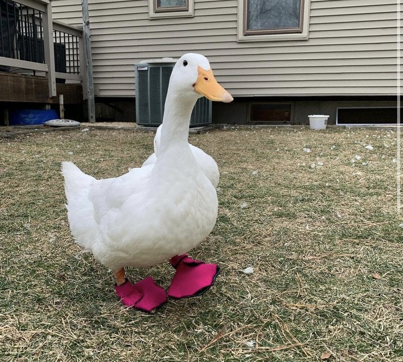 Essential Duck Behavior Insights for Every Owner - Crazy K Farm Pet and Poultry