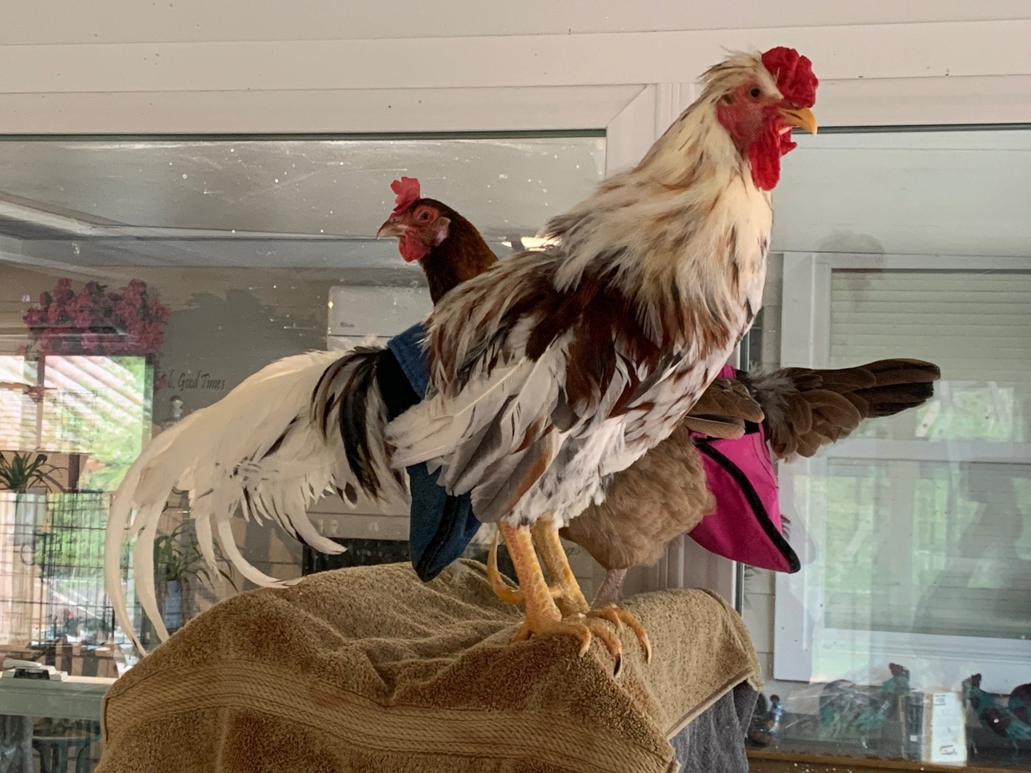 Have you ever considered having a chicken as an indoor pet? - Crazy K Farm Pet and Poultry