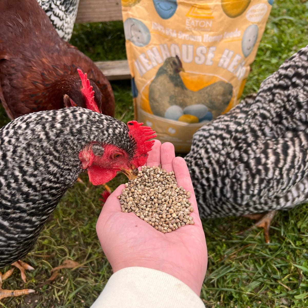 Henhouse Hemp: The Organic Way to Omegify Your Eggs and Boost Flock Health Naturally - Crazy K Farm Pet and Poultry