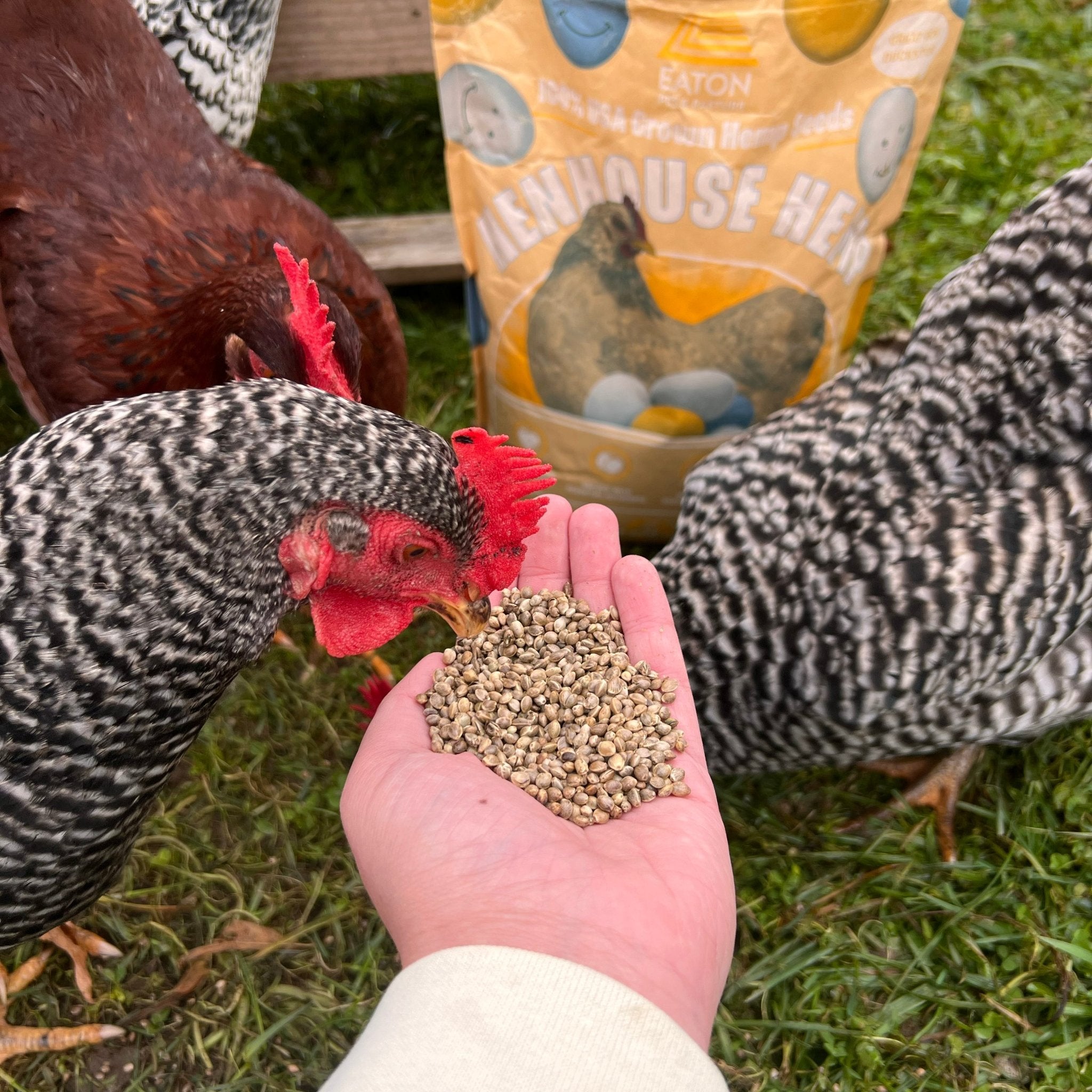 Henhouse Hemp: The Organic Way to Omegify Your Eggs and Boost Flock Health Naturally - Crazy K Farm Pet and Poultry