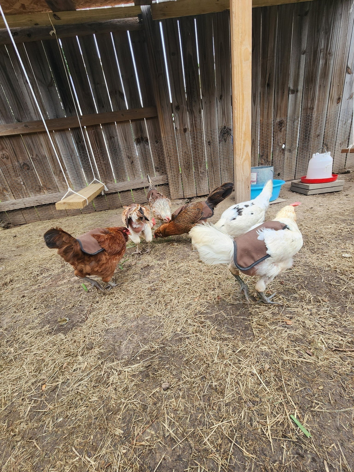 How to Increase Egg Production in Chickens: Expert Tips for a Bountiful Basket - Crazy K Farm Pet and Poultry