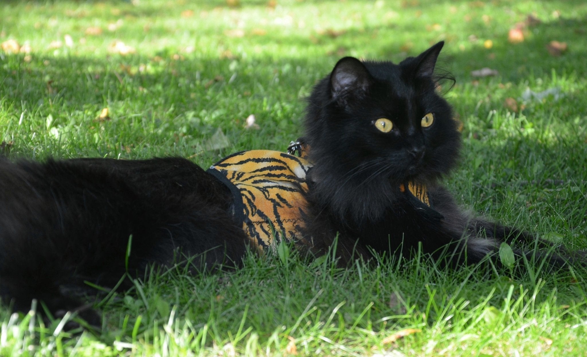 Kitty Holster Cat Harness: Your Guide to Safe and Comfortable Outdoor Adventures - Crazy K Farm Pet and Poultry