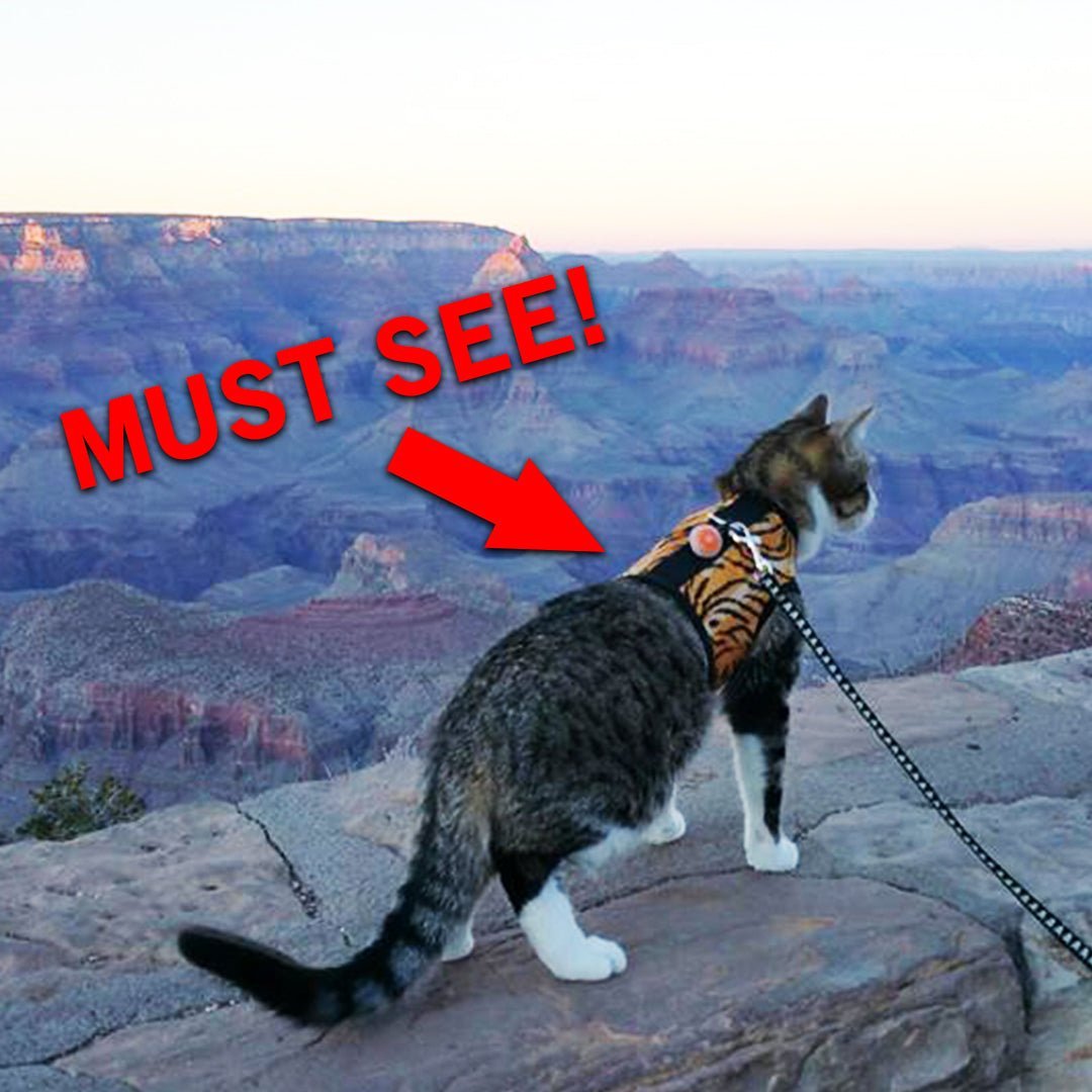 Kitty Holster wins prestigious awards! - Crazy K Farm Pet and Poultry