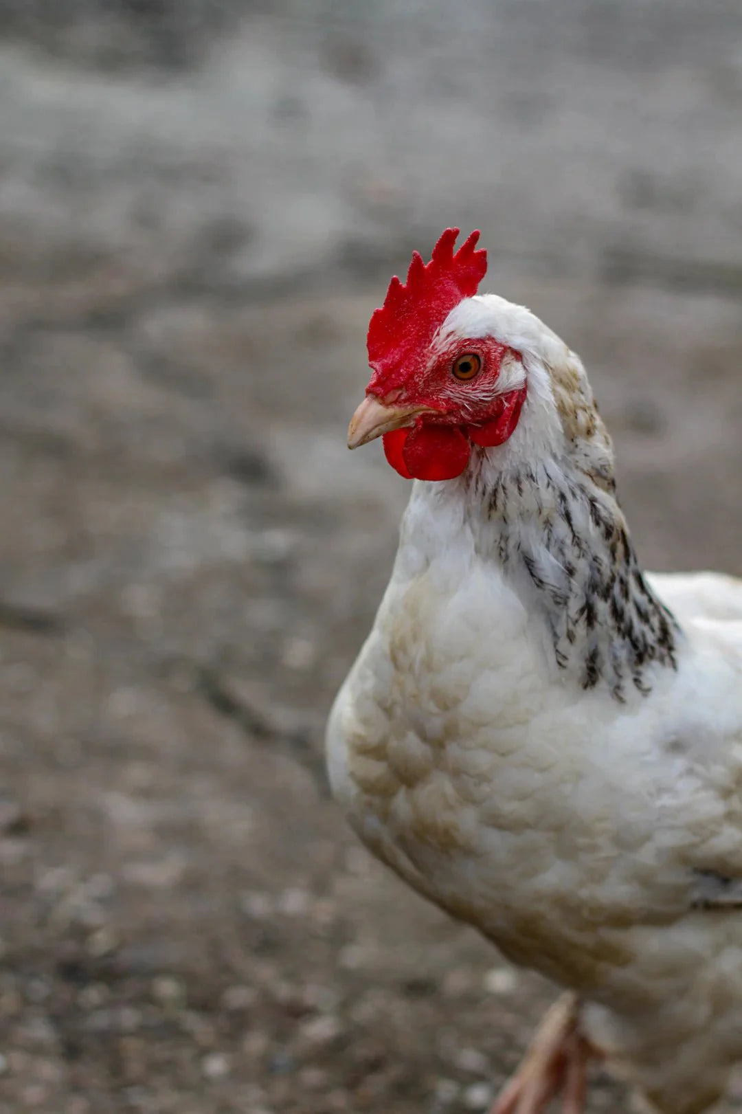 Mastering Free-Range Chicken Keeping: Best Practices - Crazy K Farm Pet and Poultry