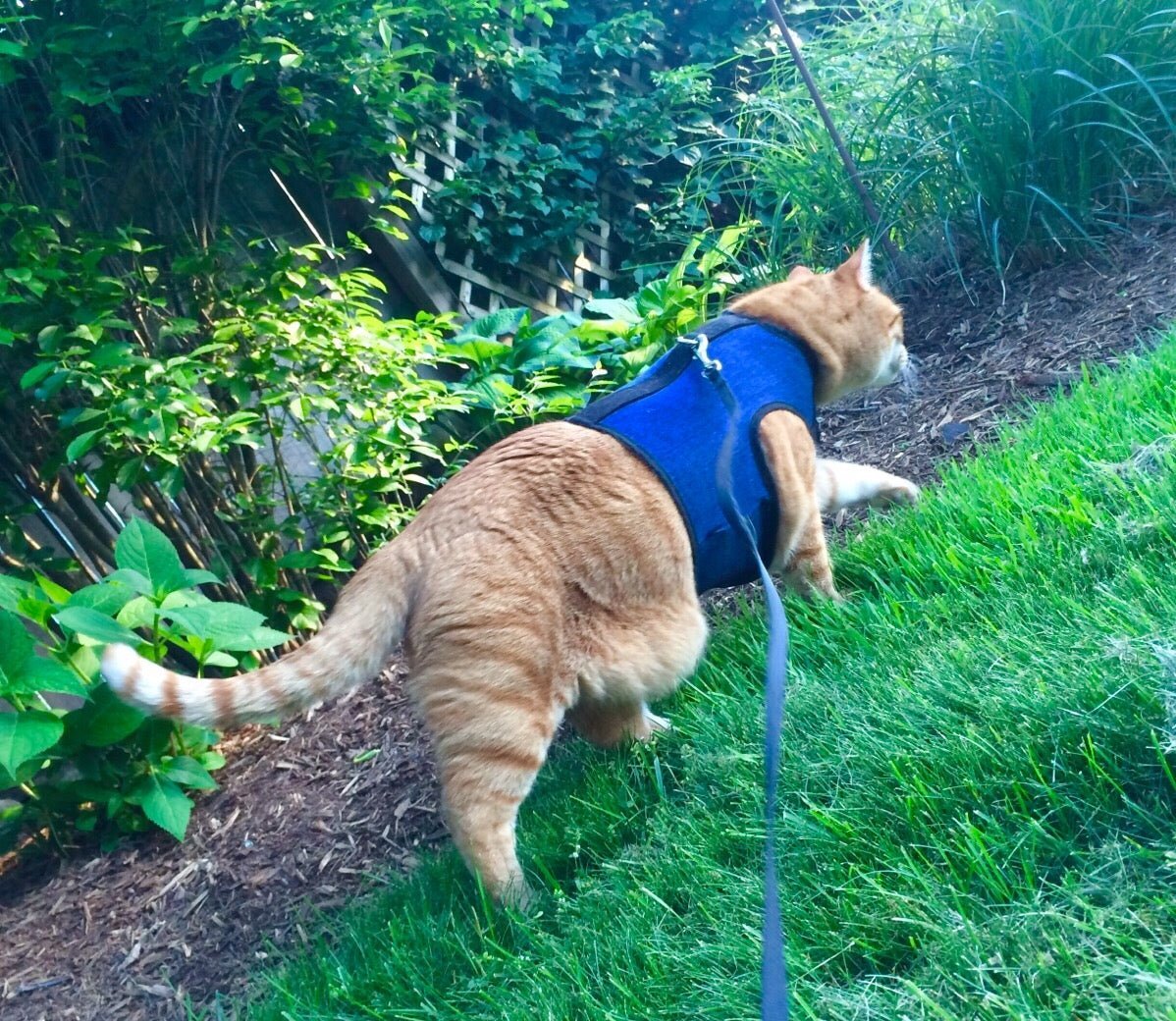 Safe Cat Harness Adventures: A Guide to Using the Kitty Holster - Crazy K Farm Pet and Poultry