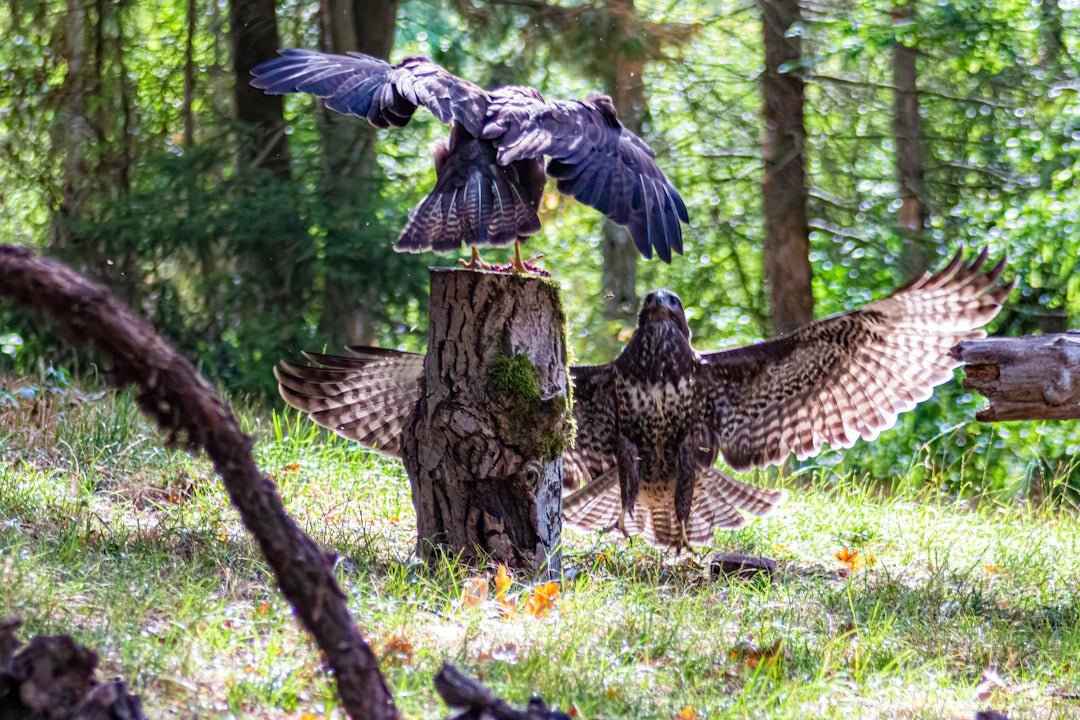 The Power of Positive Reinforcement for Pigeons - Crazy K Farm Pet and Poultry