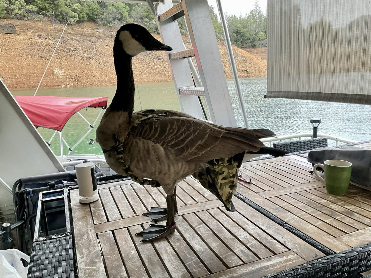 Why Every Indoor Bird Needs a Duck and Goose Diaper: A Guide to Mess-Free Pet Ownership - Crazy K Farm Pet and Poultry