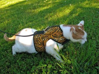 Why the Kitty Holster Cat Harness is the Safest & Most Comfortable Choice (Made in USA) - Crazy K Farm Pet and Poultry