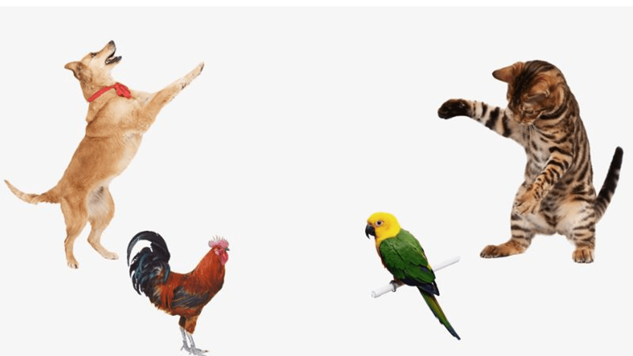 All Products - Crazy K Farm Pet and Poultry