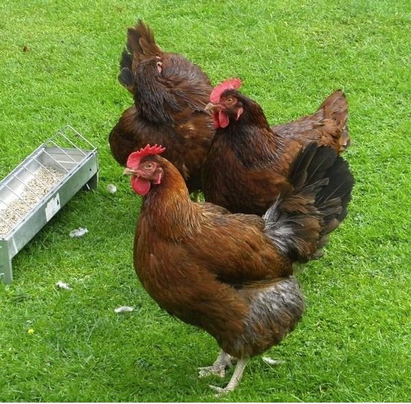 BACKYARD CHICKEN CARE & PET CHICKEN SUPPLIES - Crazy K Farm Pet and Poultry