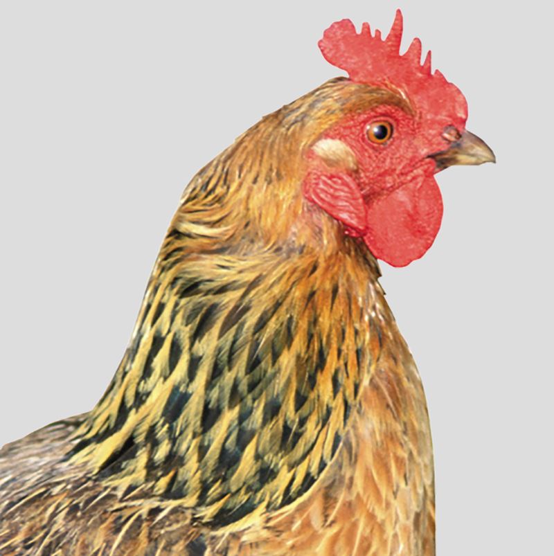 BACKYARD FLOCKS - Crazy K Farm Pet and Poultry