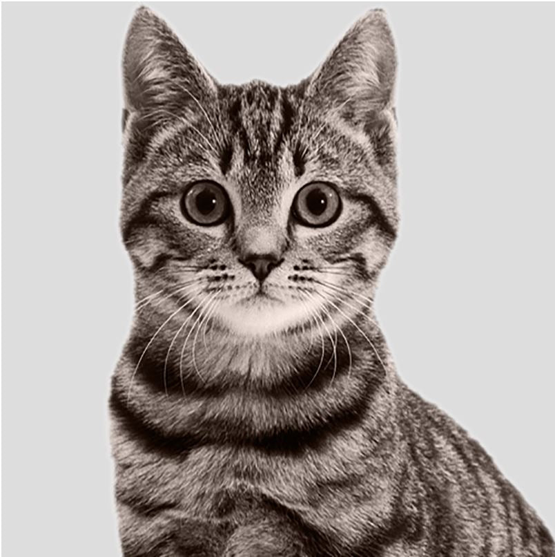 CATS - Crazy K Farm Pet and Poultry