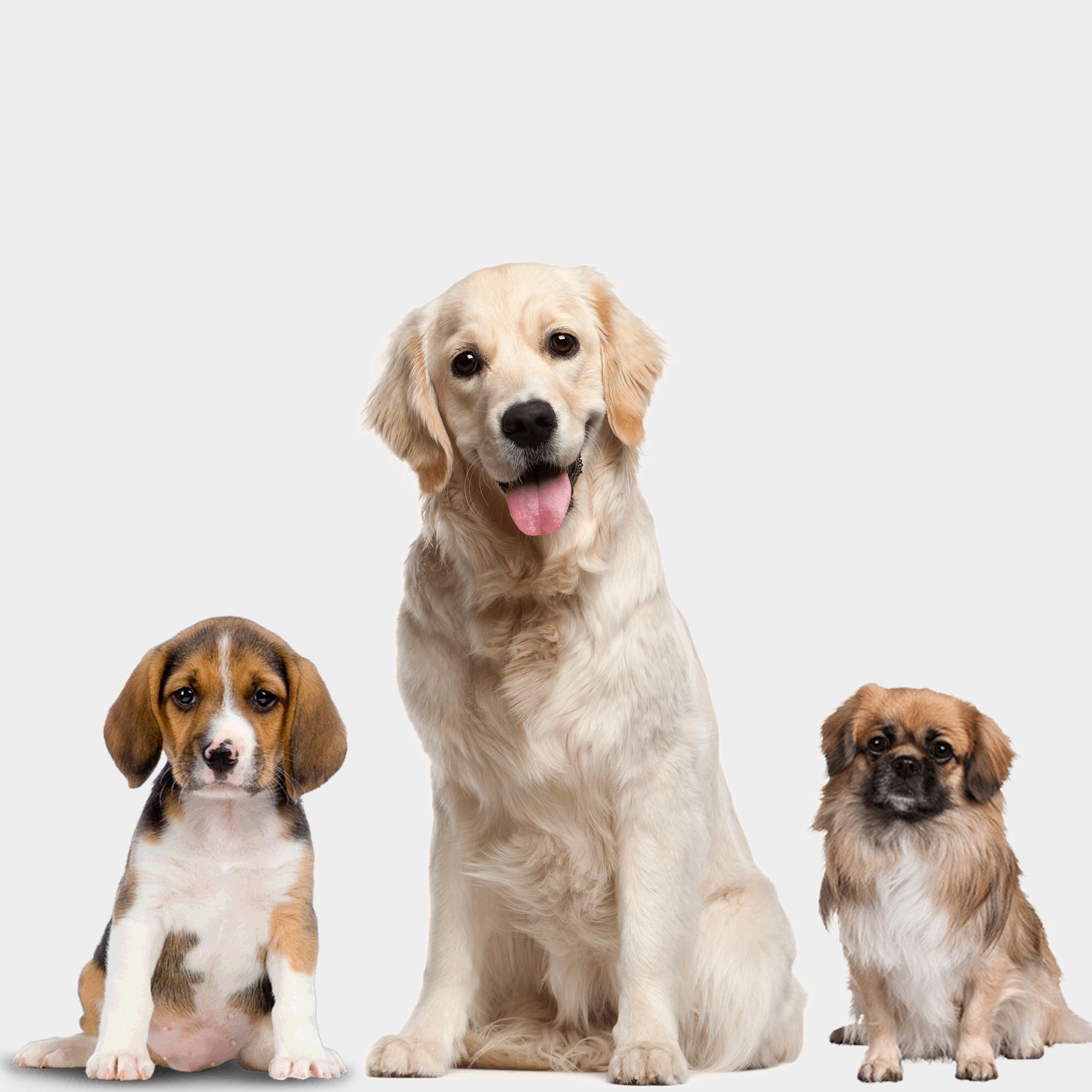 DOGS - Crazy K Farm Pet and Poultry