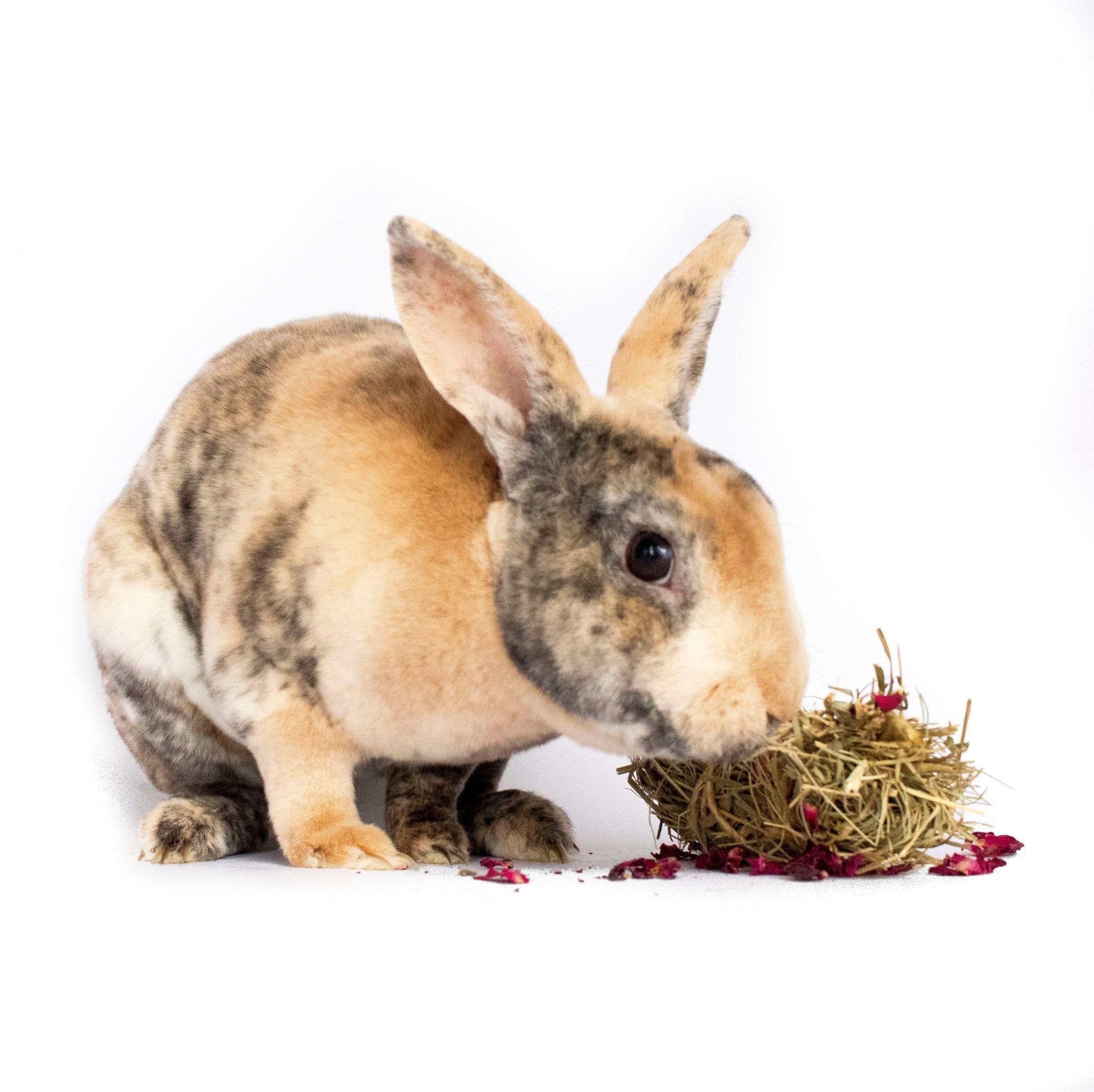 PARTNER-PRODUCTS FOR RABBITS - Crazy K Farm Pet and Poultry