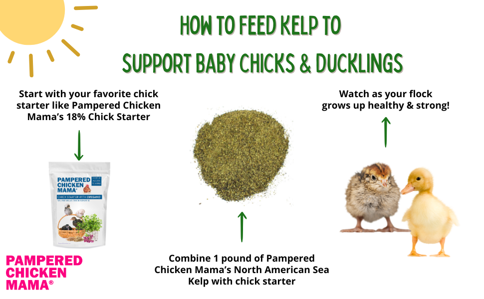 Kelp for Chicks & Ducklings: Pampered Chicken Mama feeding guide. Healthy growth!