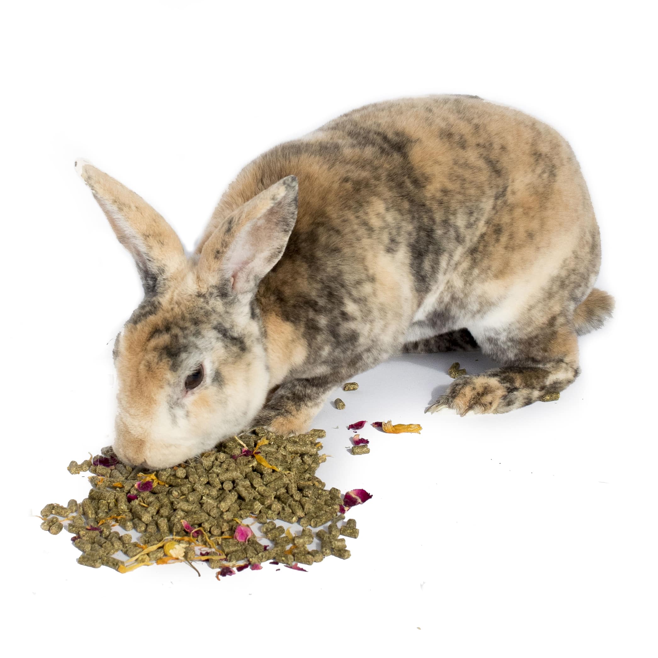 Rabbit Eating Crazy K Farm Herbal Pellets: A happy bunny enjoying a delicious and nutritious herbal rabbit feed.