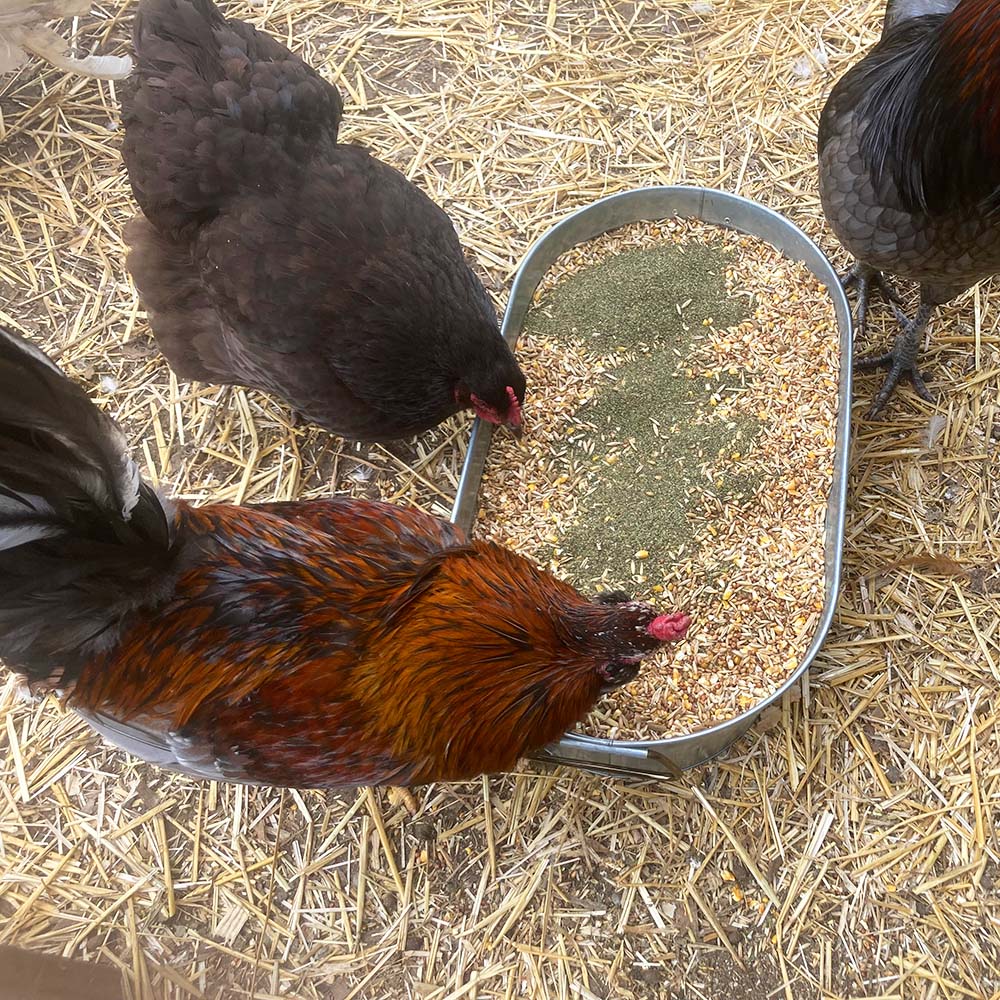 Chickens eating chicken feed with kelp supplement. Pampered Chicken Mama kelp for better eggs & healthy poultry.