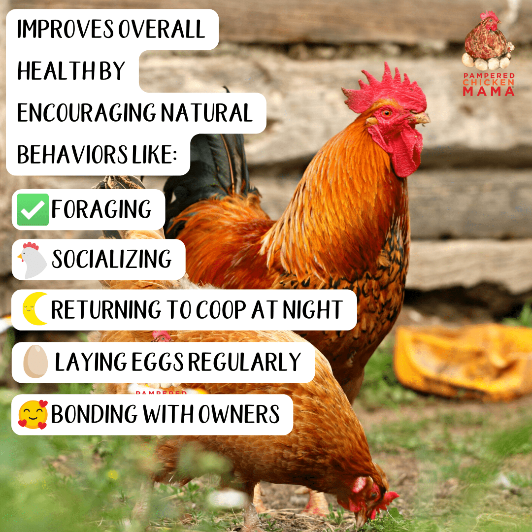 Happy Chickens: Natural Behaviors, Foraging, Socializing, Healthy Eggs, & Bonding with Owners by Pampered Chicken Mama