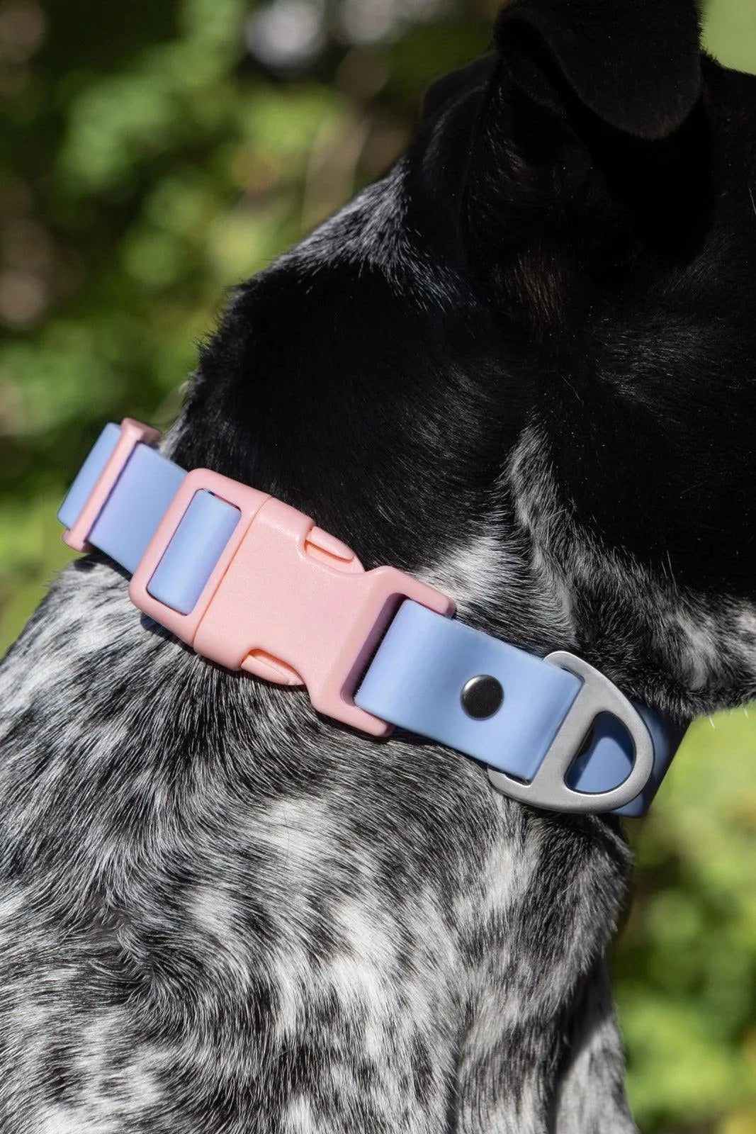 Aria the Fox Blue Sky Orchid Waterproof Dog Collar Periwinkle Light Pink