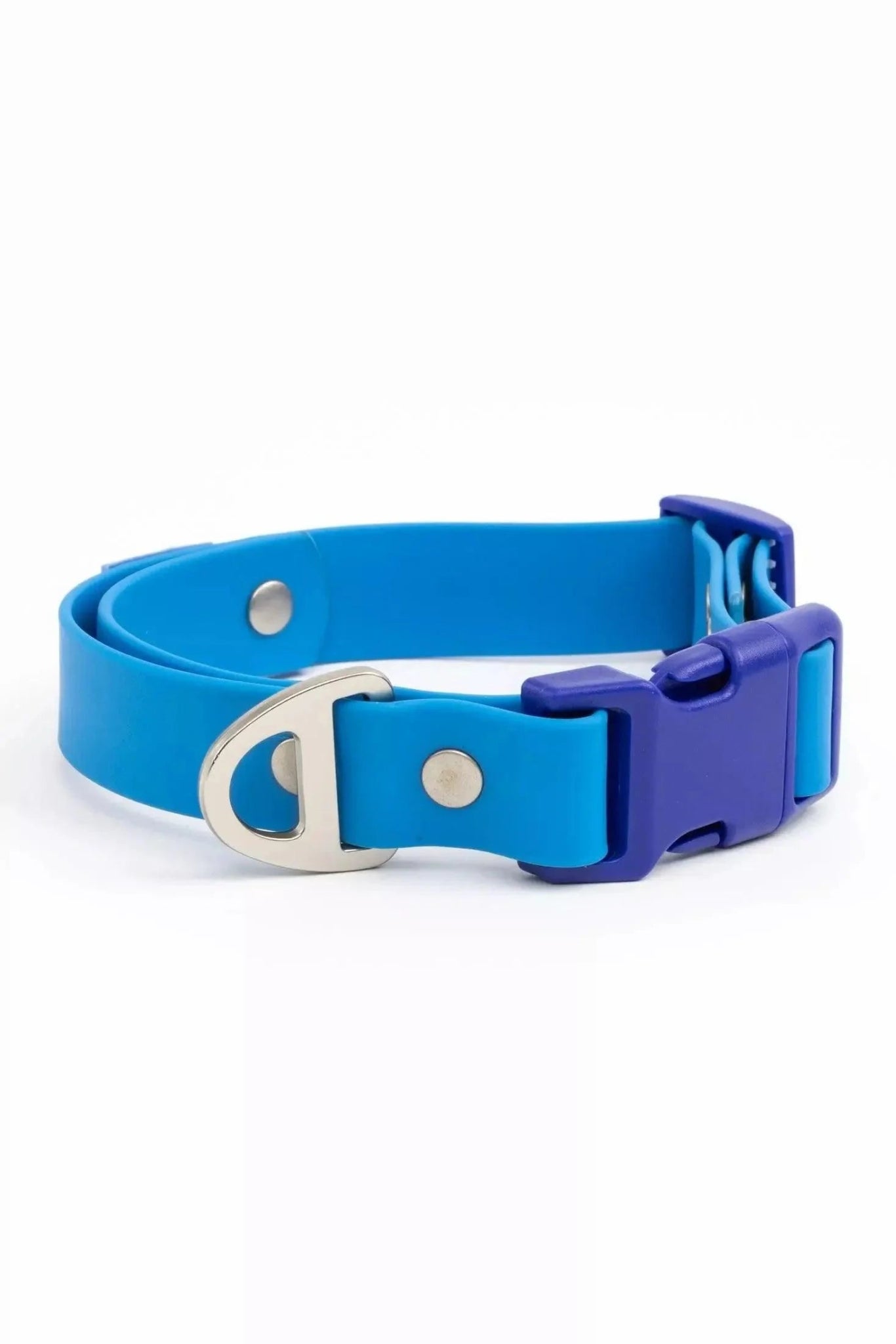 Aria the Fox Dockside Adventures Waterproof Dog Collar Candy Blue Ultramarine
