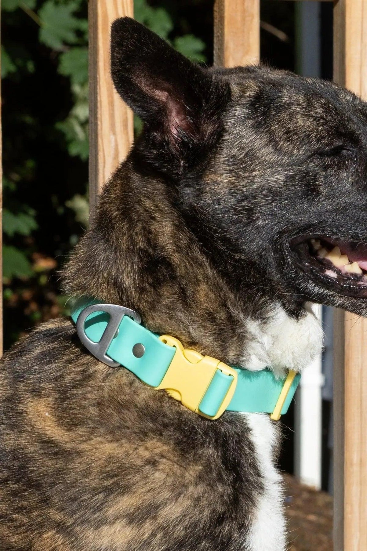 Aria the Fox Island Vibes Waterproof Dog Collar