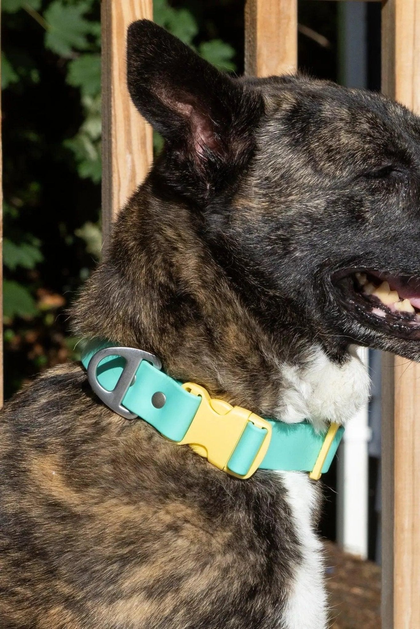 Aria the Fox Island Vibes Waterproof Dog Collar