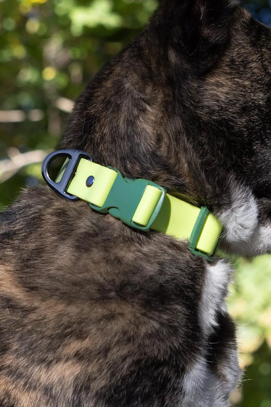 Aria the Fox Mossy Pine Waterproof Dog Collar