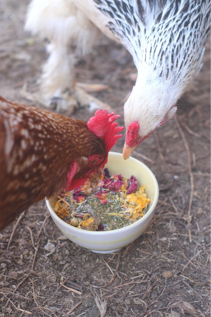 Best Eggs Ever! Nesting Herbs (Chamomile, Roses, Lavender, Cornflowers, & Calendula) For Pet Chickens