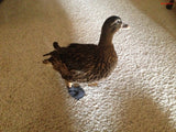 Clearance Birdy Bootie (Made in USA) - SECONDS