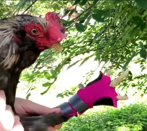 Birdy Bootie (chicken shoes, chicken booties, duck booties and goose shoes)