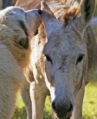 Circle of Friends - Sanctuary Support