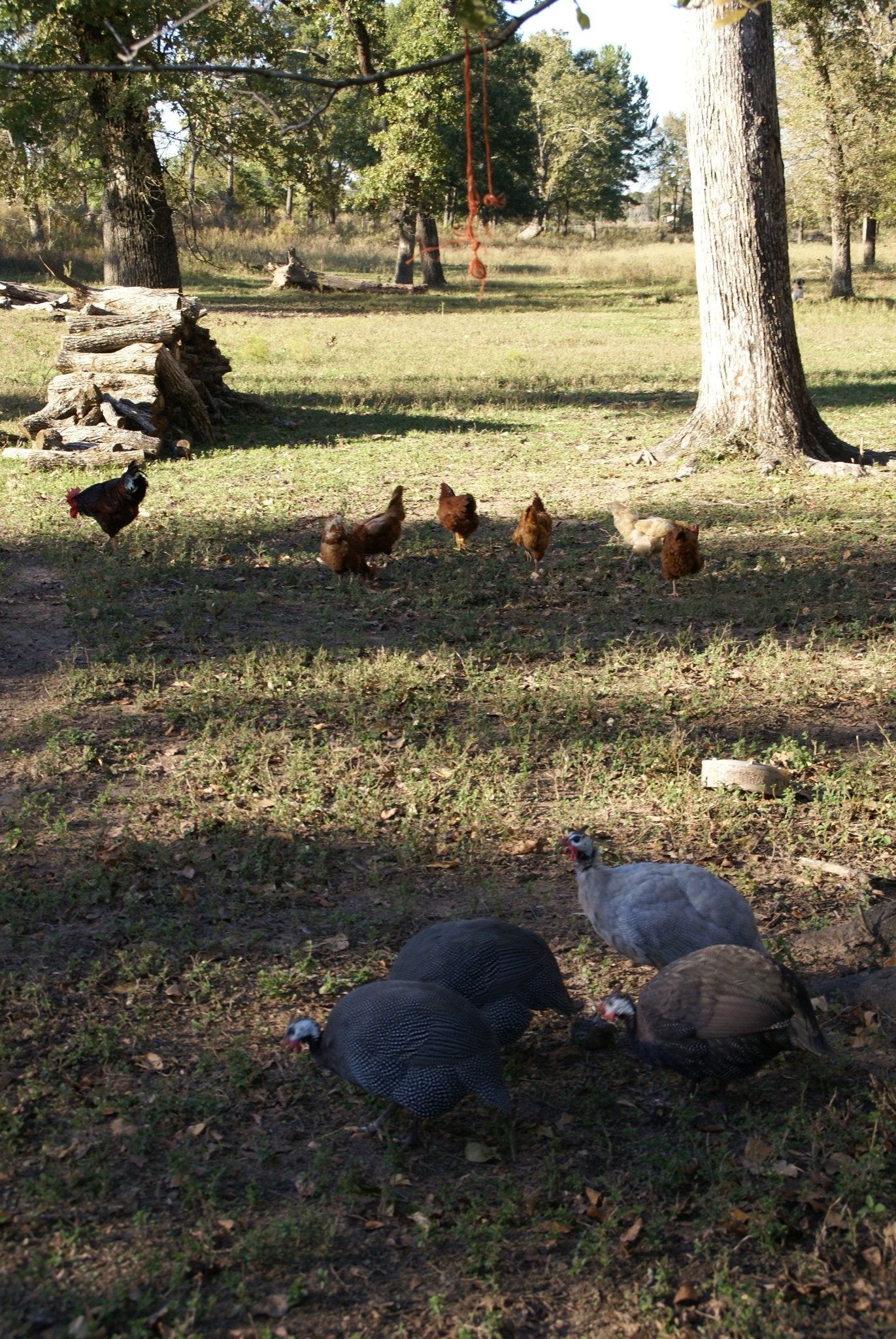 Circle of Friends - Sanctuary Support