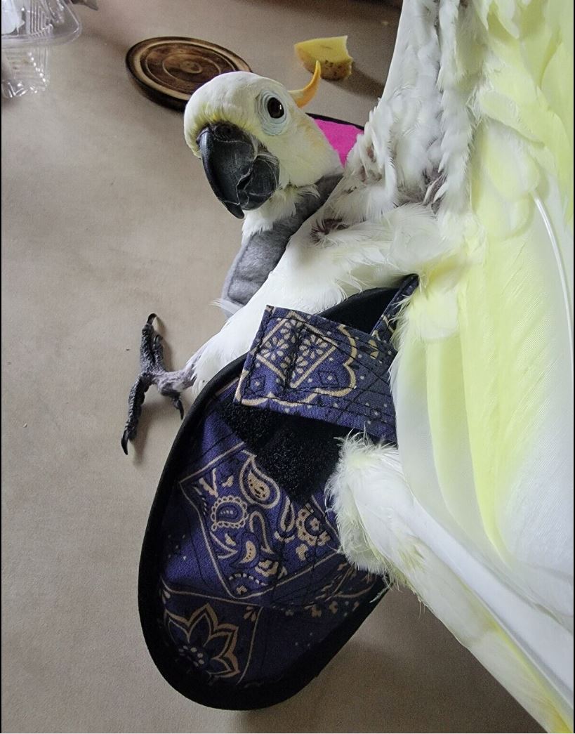 Hen Holster Bird Diaper/Harness (chicken diaper, duck diaper, pigeon diaper with Removable Vinyl Liner)