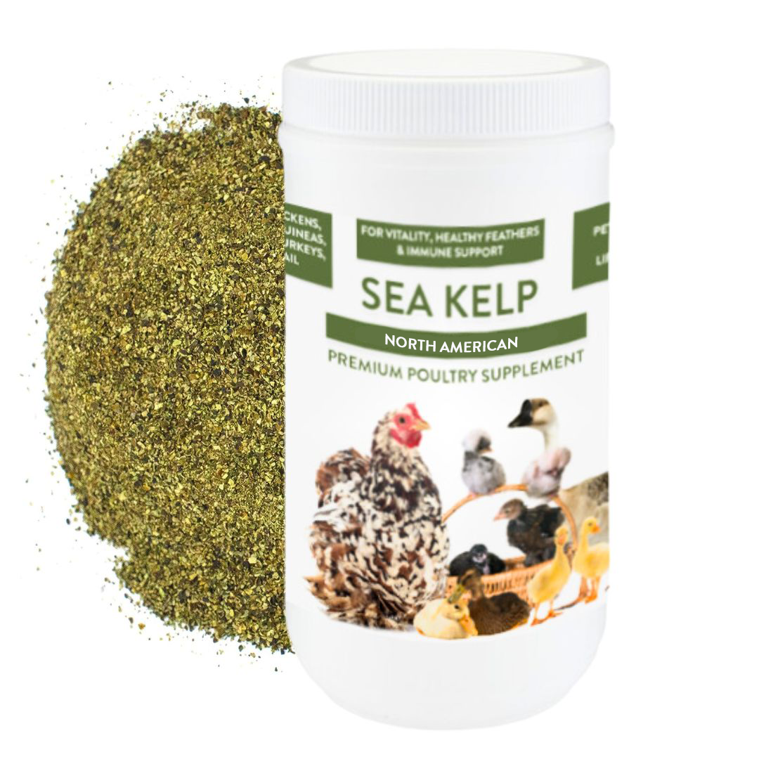 Sea Kelp Poultry Supplement | North American Kelp for Chicken Vitamins, Minerals & Immune Support