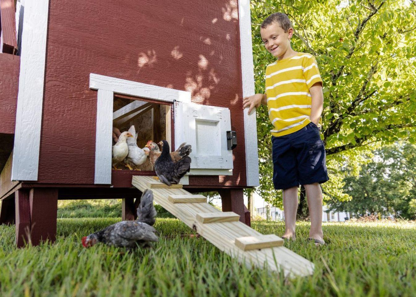 Large Chicken Coop - Up to 15 Chickens - Chicken Coops