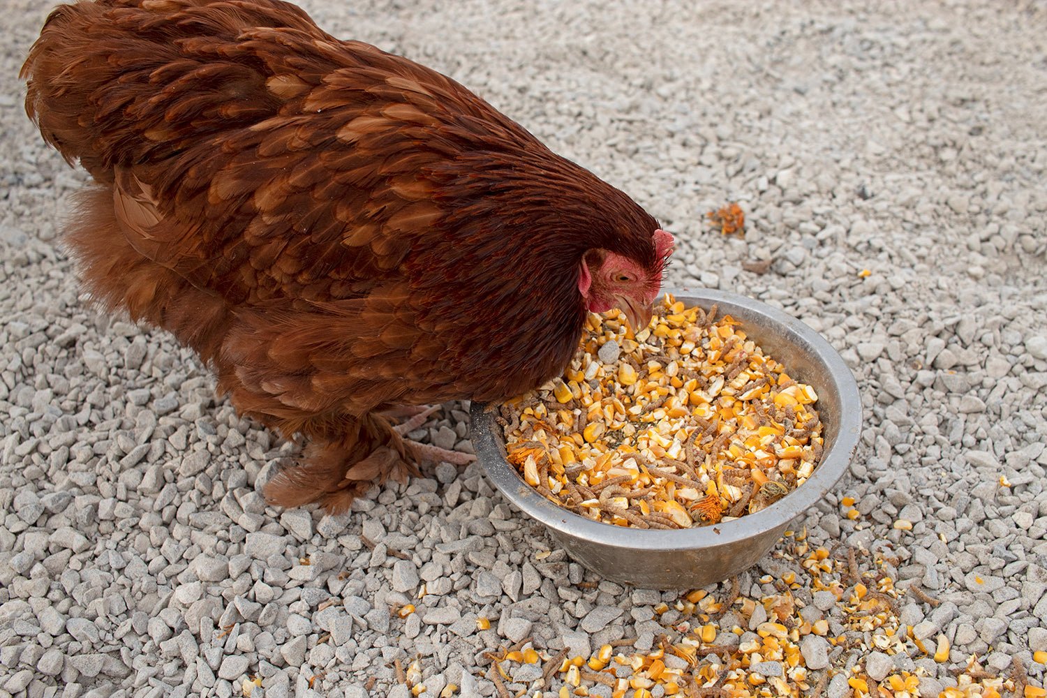 Poultry Queen Mealworm, Premium Corn, Flax Seeds, & Herb Treat For Pet Chickens
