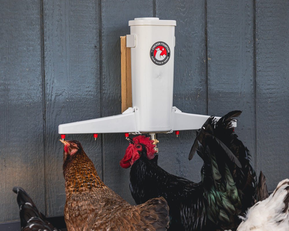 The Chicken Fountain™ Gen 2