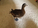 Birdy Bootie (Made in USA)