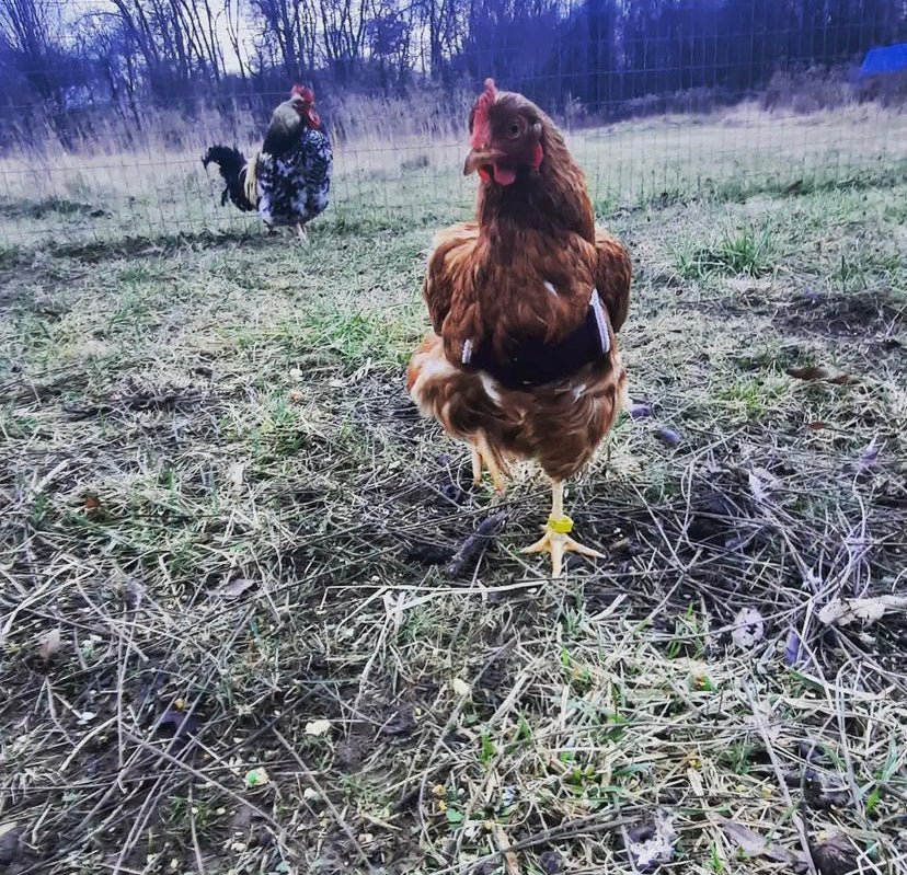 Birdy Bra crop bra (chicken crop bra/crop bra for chickens)