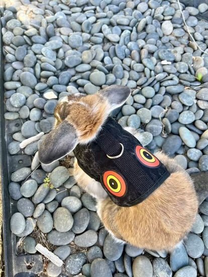 Bunny Holster Rabbit Harness (Made in USA)