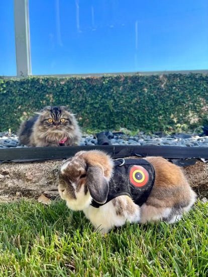 Bunny Holster Rabbit Harness (Made in USA)