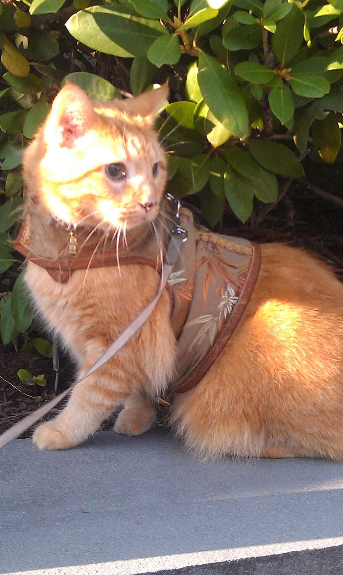 Kitty Holster Custom Cat Harness (Premium Boutique Kitty Holster)