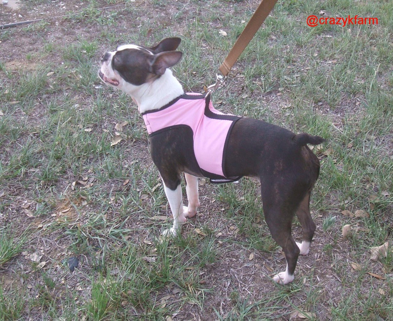 Custom Handmade Doggy Holster Small Dog Harness (Made in USA)