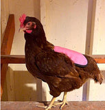 A chicken wearing a Custom Handmade Hen Saver Hen Apron/Saddle (Made in USA) for protection.