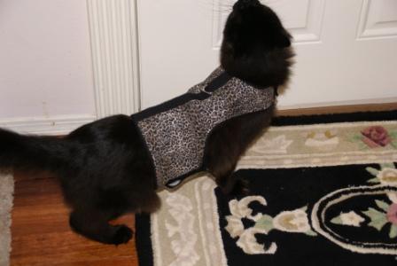 Kitty Holster Custom Cat Harness (Custom Handmade in the USA)