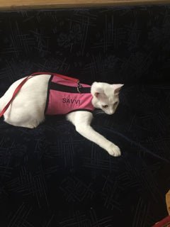 Kitty Holster Custom Cat Harness (Custom Handmade in the USA)