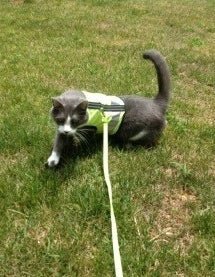 Kitty Holster Custom Cat Harness (Reflective Safety Vest)