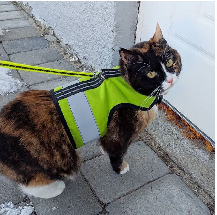 Kitty Holster Custom Cat Harness (Reflective Safety Vest)